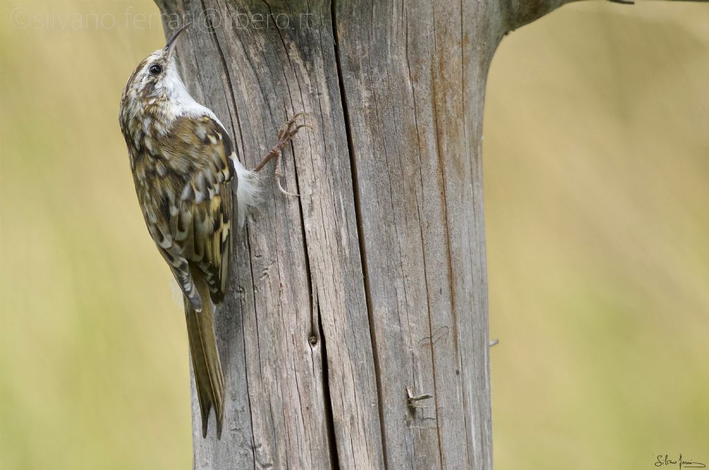 alpestre oppure...comune ? Rampichino alpestre (Certhia familiaris)